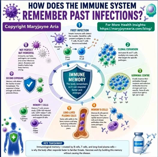HOW DOES THE IMMUNE SYSTEM REMEMBER PAST INFECTIONS?