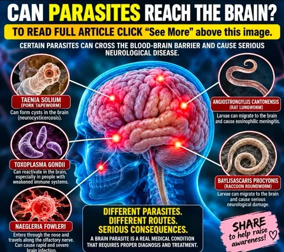 HOW AND WHY DO PARASITES CROSS THE BLOOD-BRAIN BARRIER?